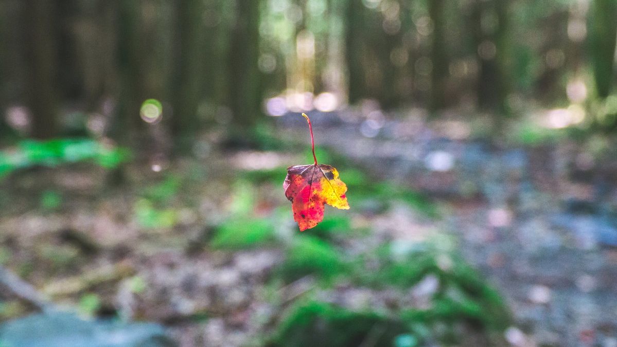 Gunas in Ayurveda: Heavy x Light